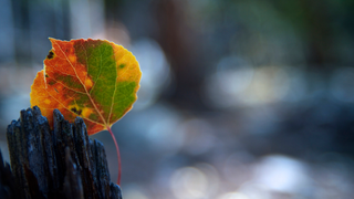 Shooting Challenge: Fall Leaves 2014